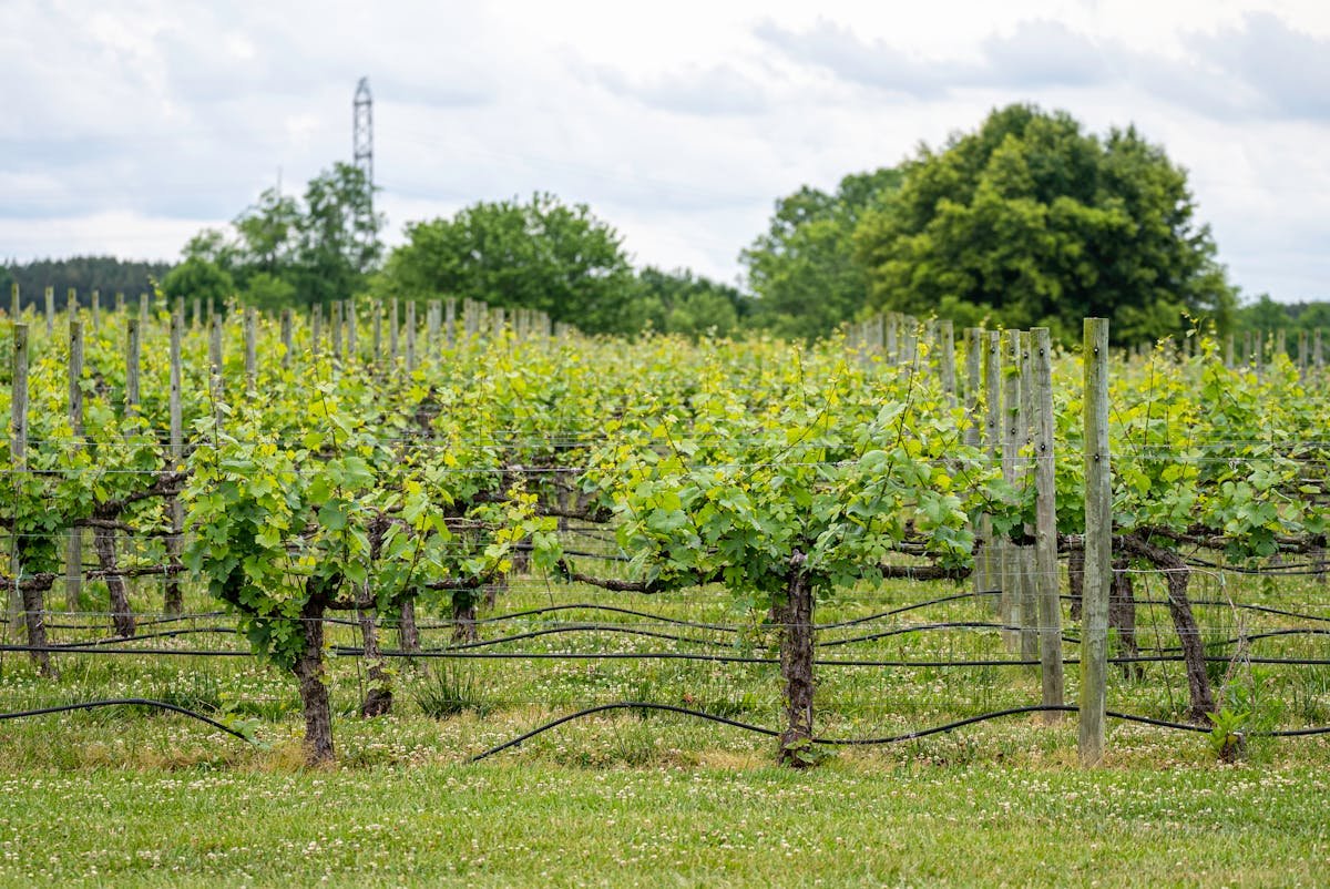 Best Niagara-on-the-Lake Wineries to Visit on a Day Trip